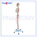 ПНТ-0103 170см научная анатомия скелет модель с мышцы